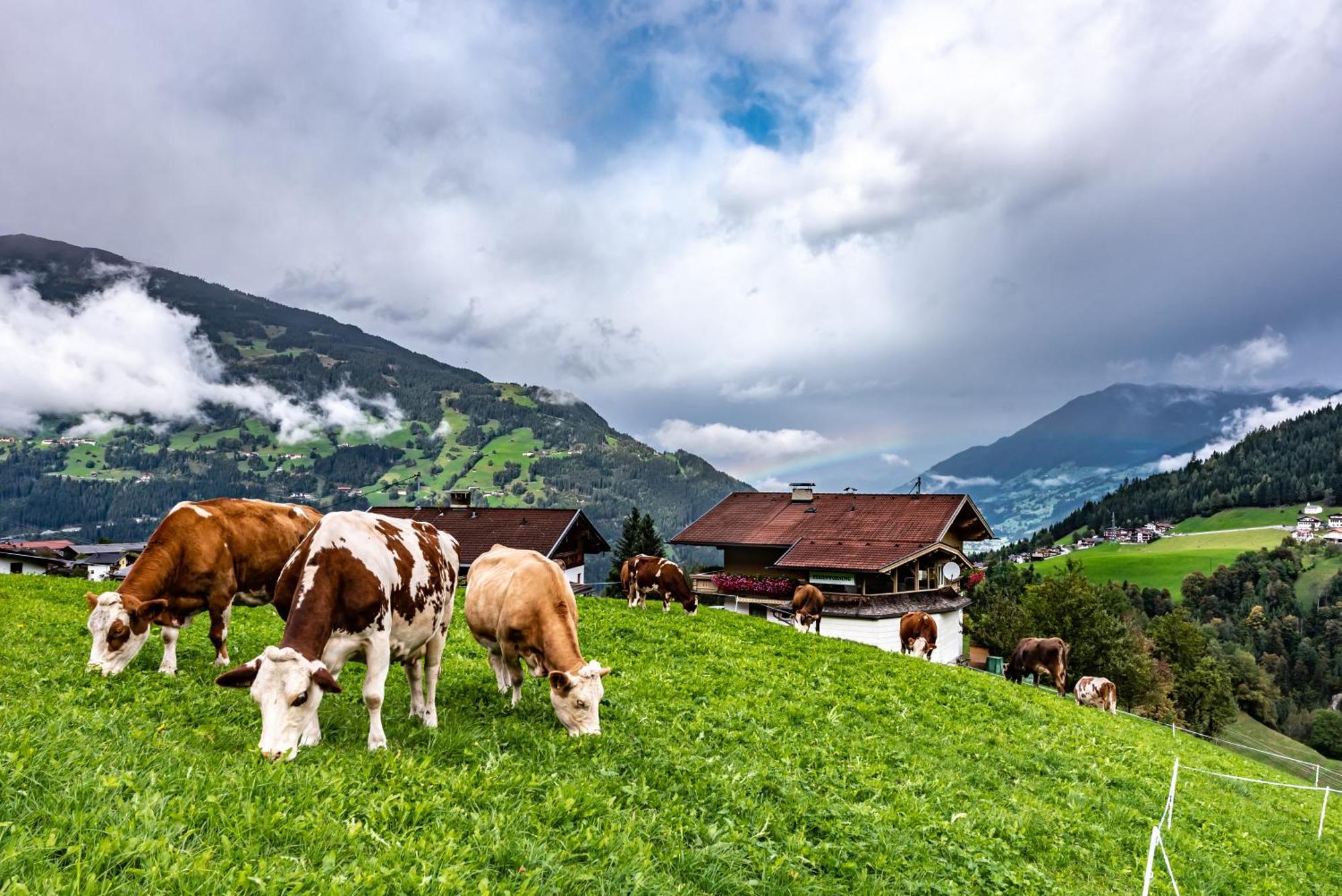 Ferienwohnung Ausblick Zillertal Hainzenberg Eksteriør bilde