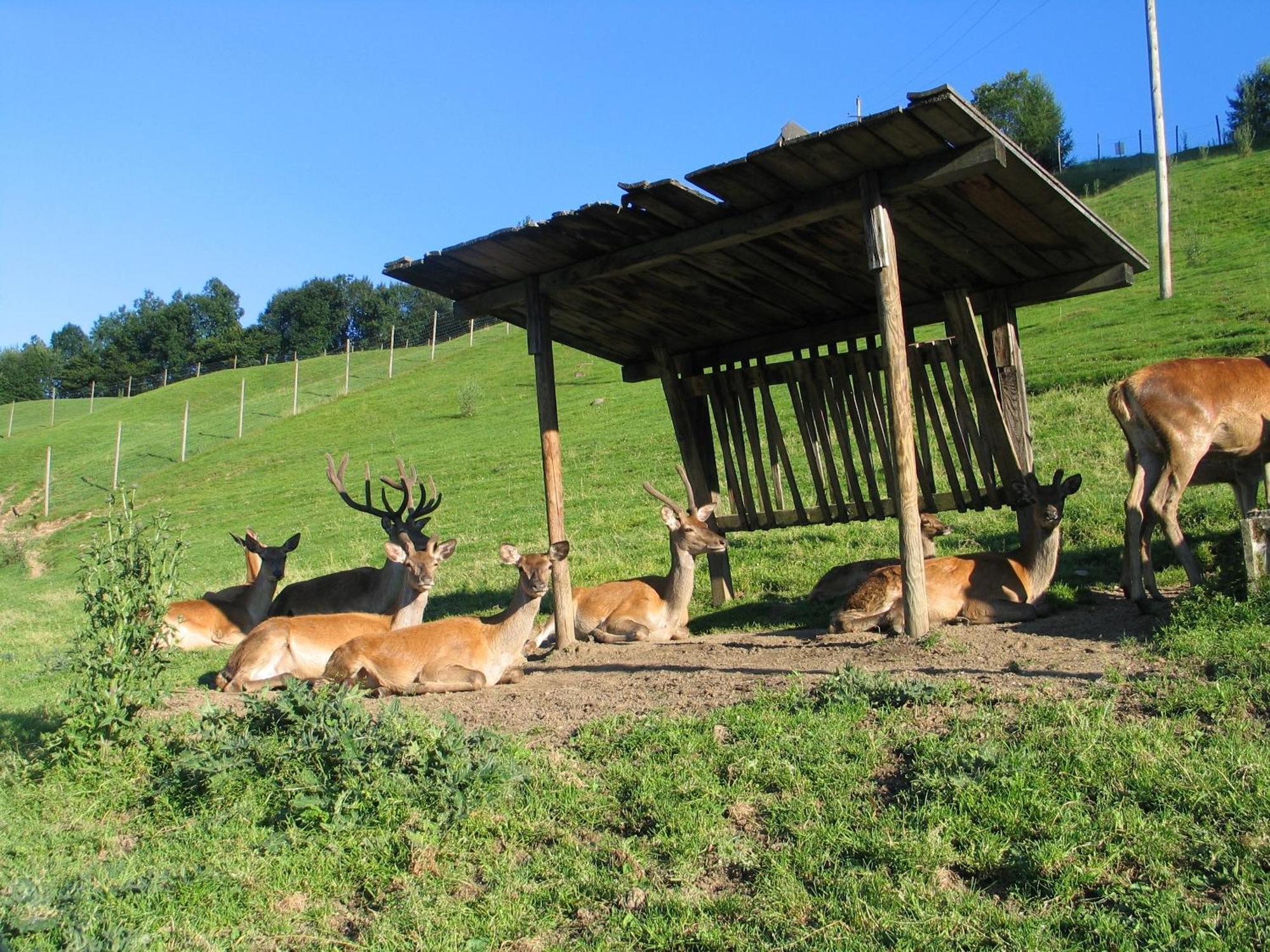 Ferienwohnung Ausblick Zillertal Hainzenberg Eksteriør bilde